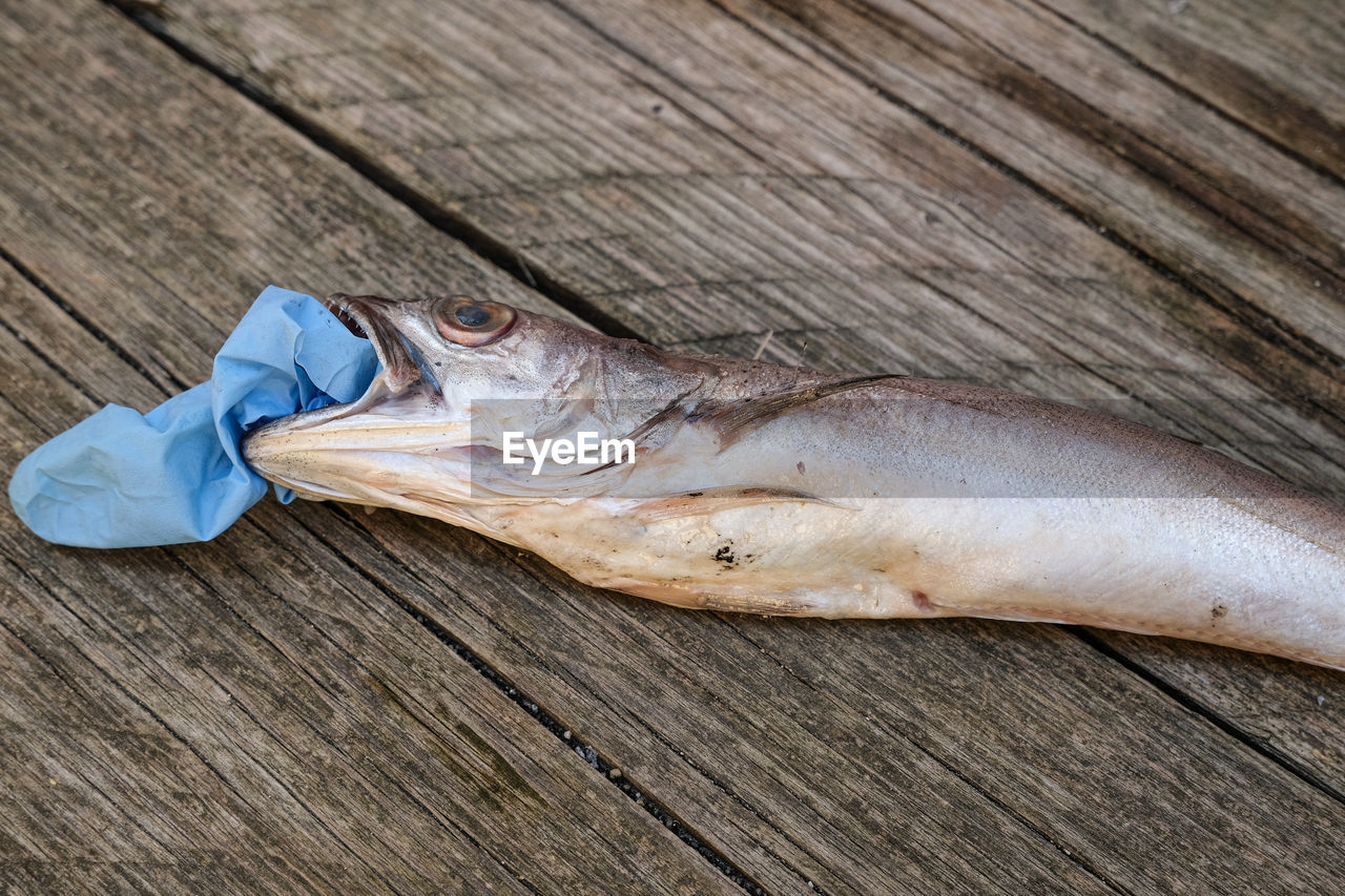 Cod fish dead eating plastic disposal medical glove garbage waste,animal ecosystem pollution