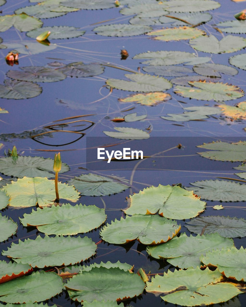 CLOSE-UP OF WATER LILY LEAVES FLOATING ON LAKE