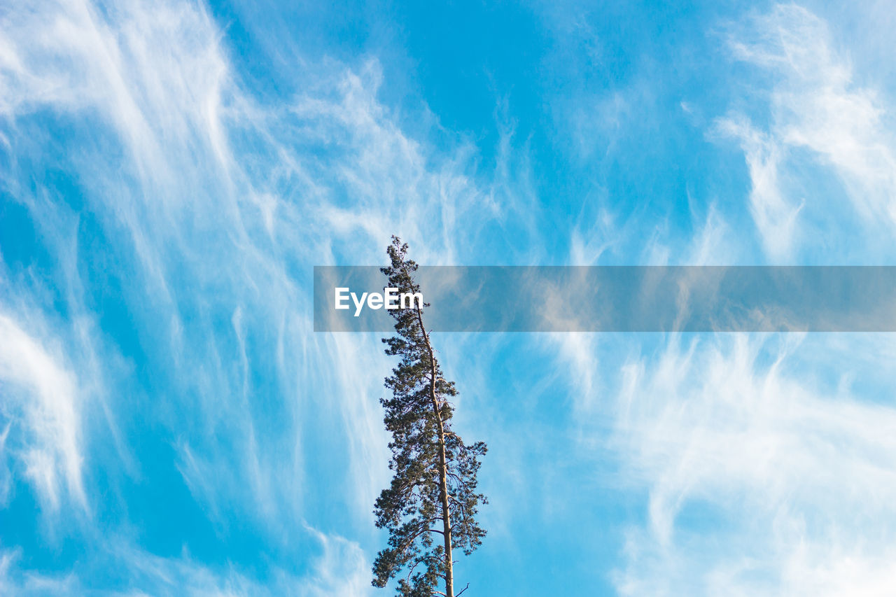 Low angle view of tree against blue sky