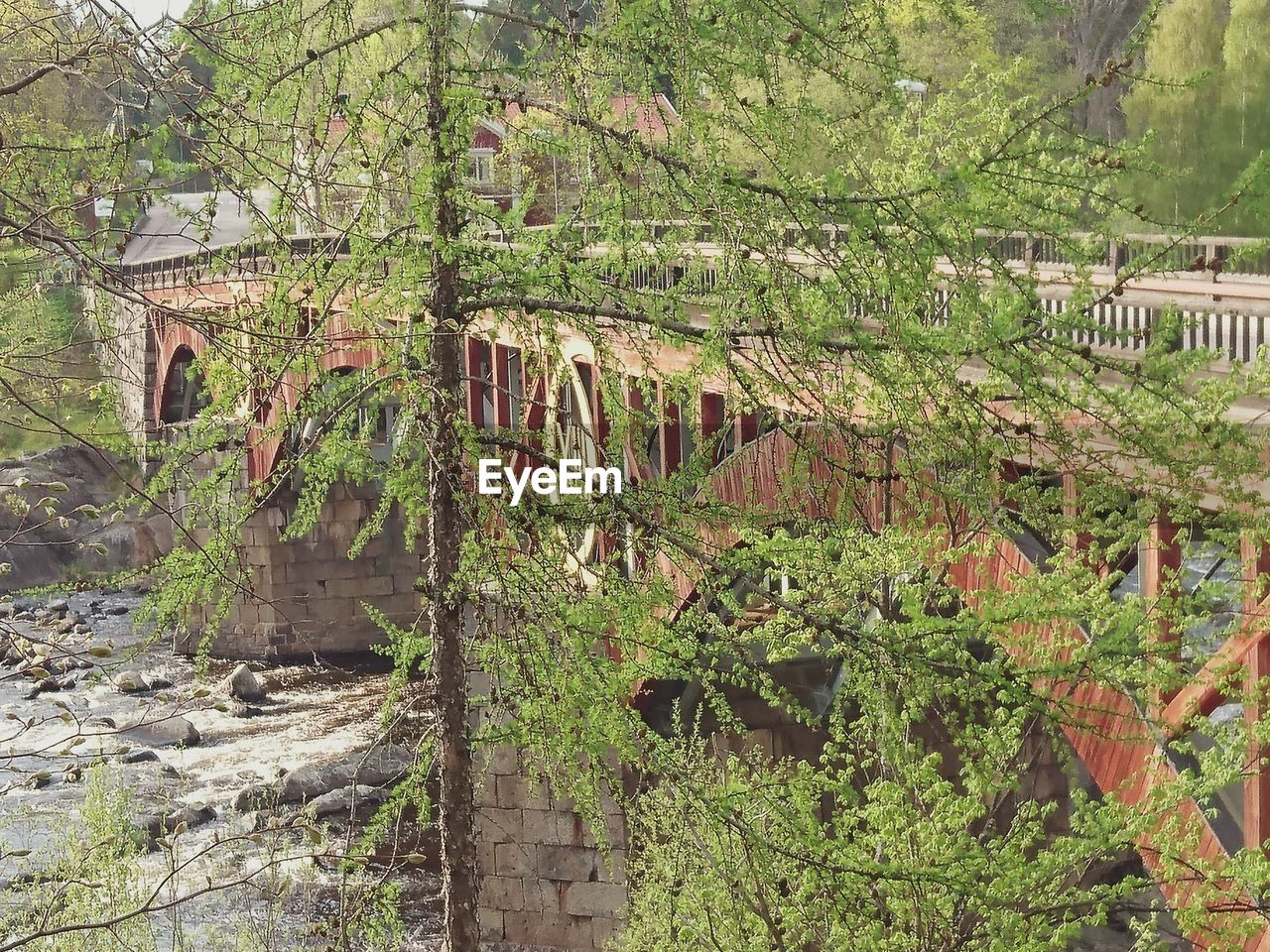 Tree growing by bridge