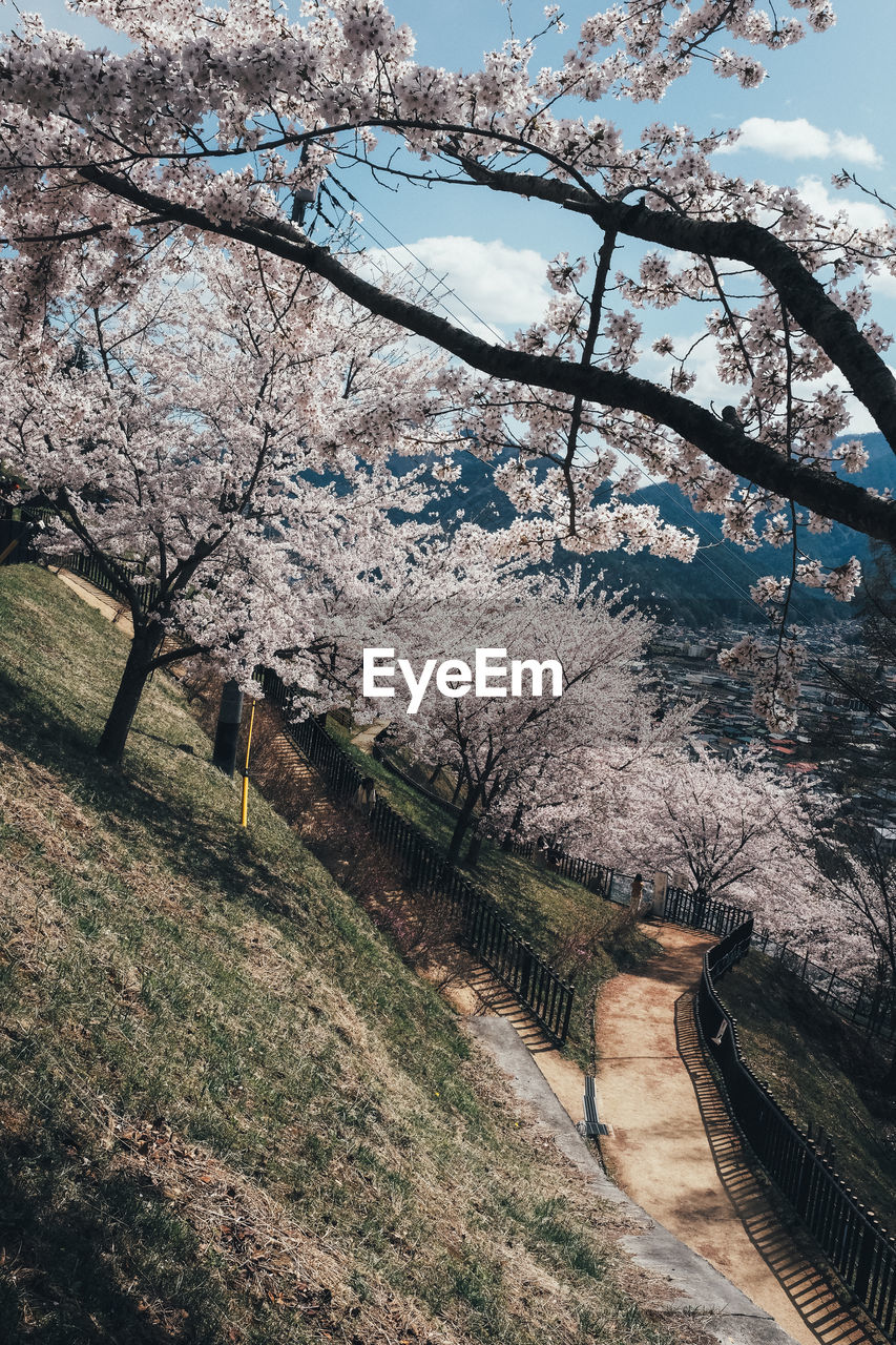 View of cherry blossom from tree