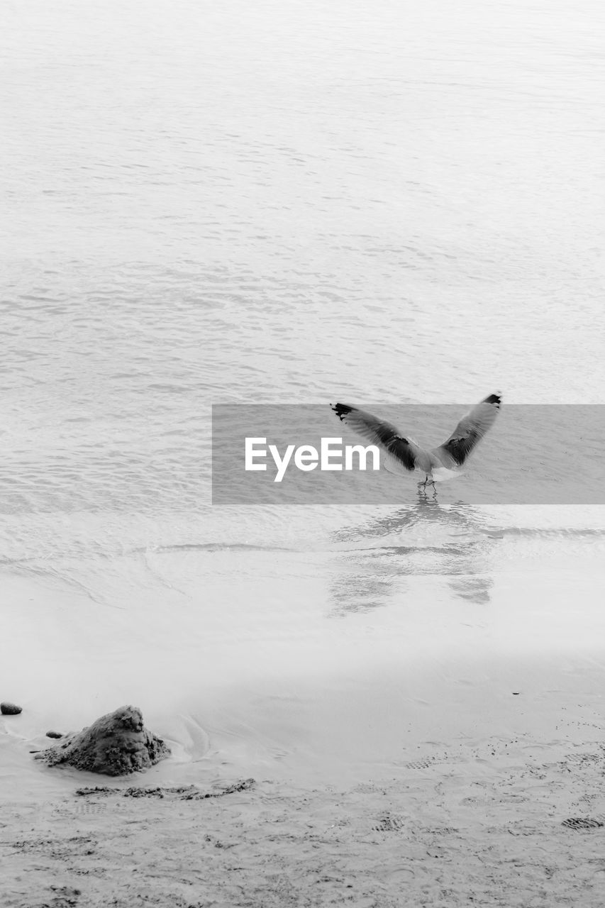 Rear view of bird landing in sea