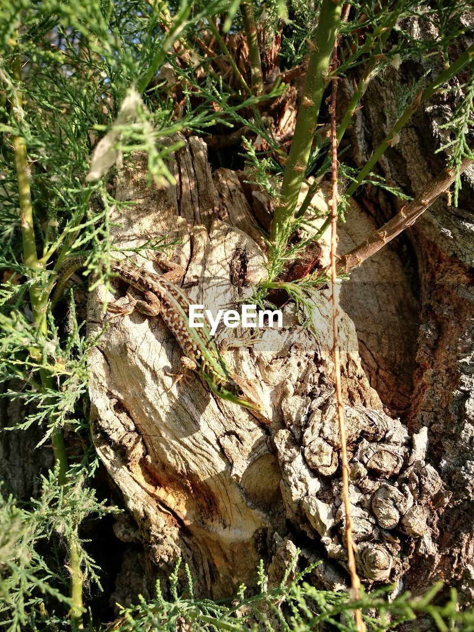 CLOSE-UP OF TREE TRUNKS