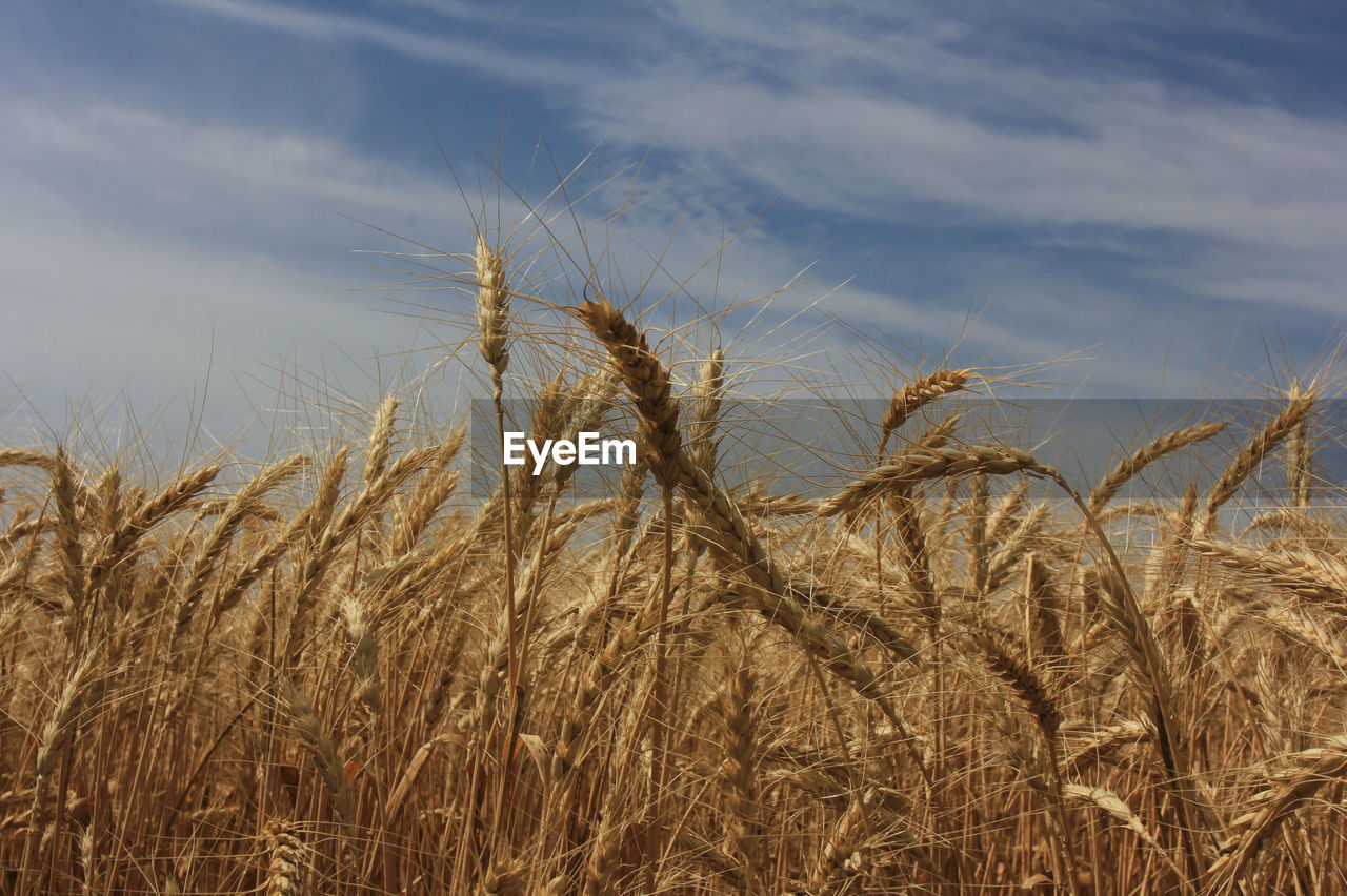 CLOSE-UP OF WHEAT GROWING ON FIELD
