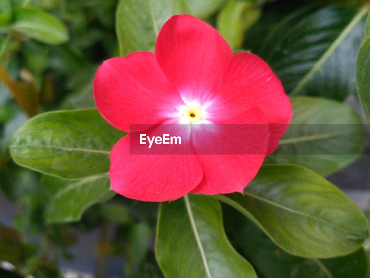 CLOSE-UP OF FRESH PINK FLOWER BLOOMING OUTDOORS