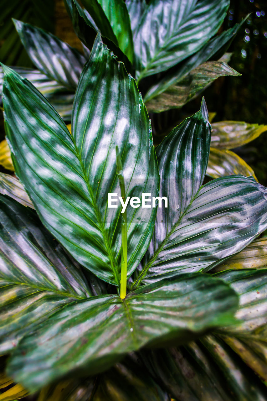 Close-up of fresh green leaves