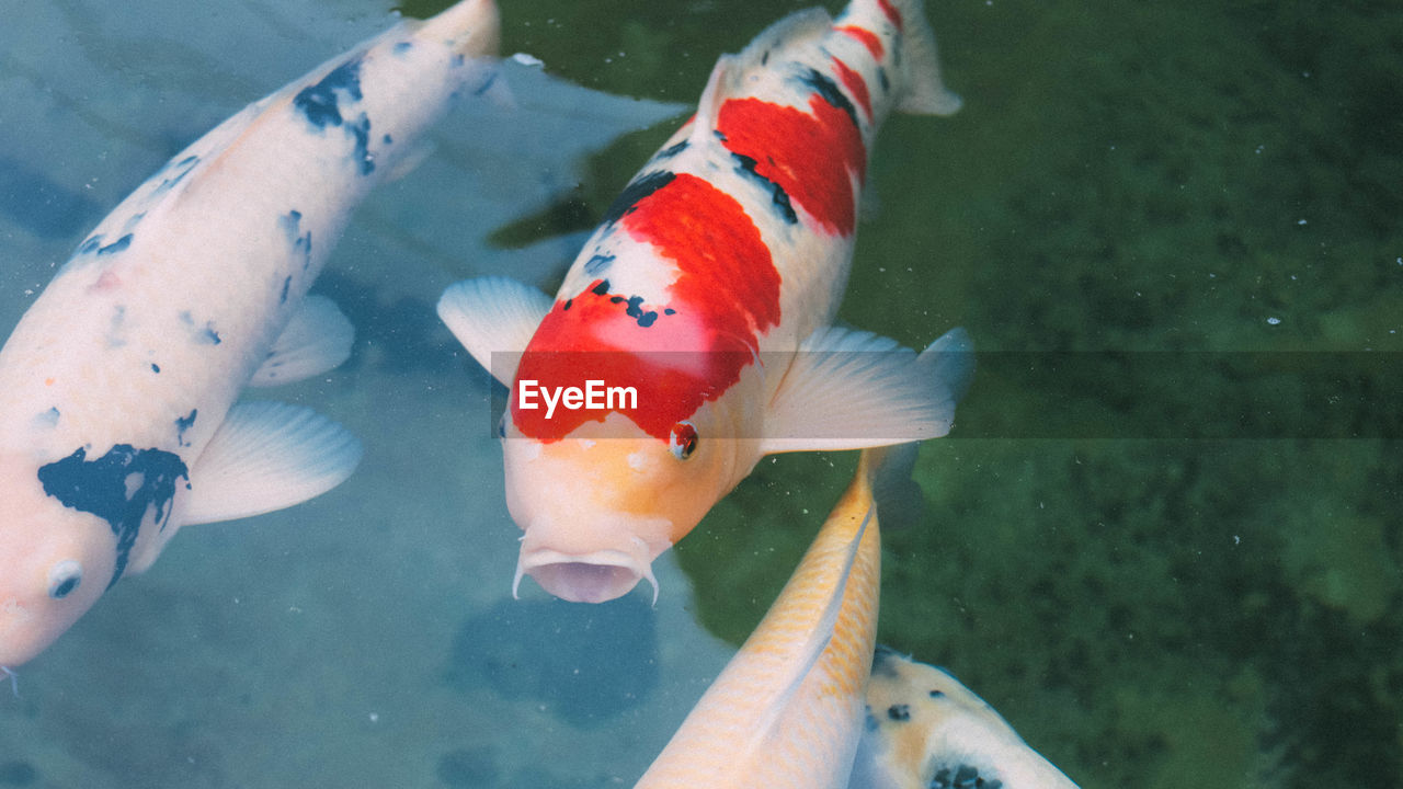 CLOSE-UP OF FISH SWIMMING UNDERWATER