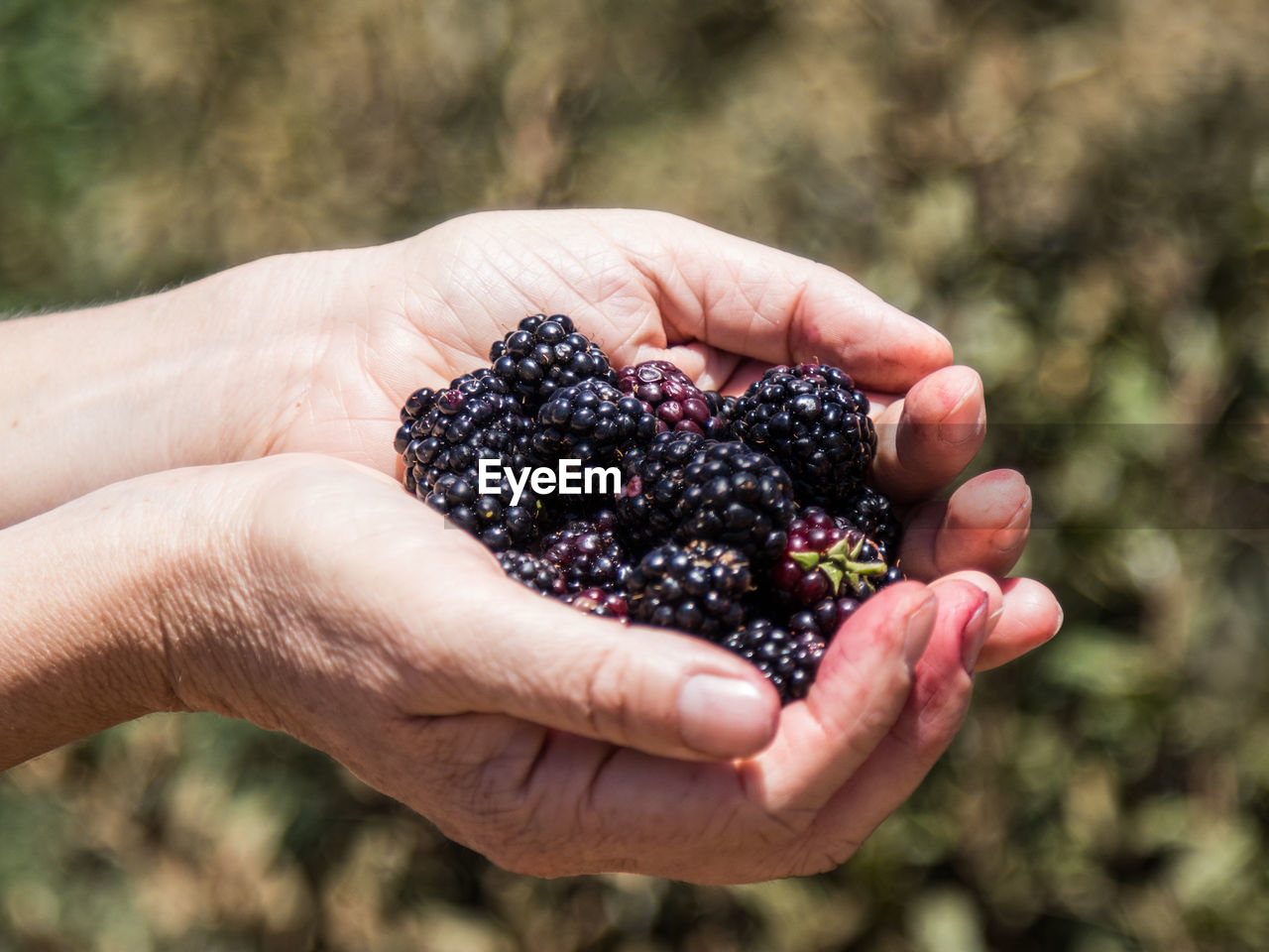 CROPPED IMAGE OF HAND HOLDING GRAPES