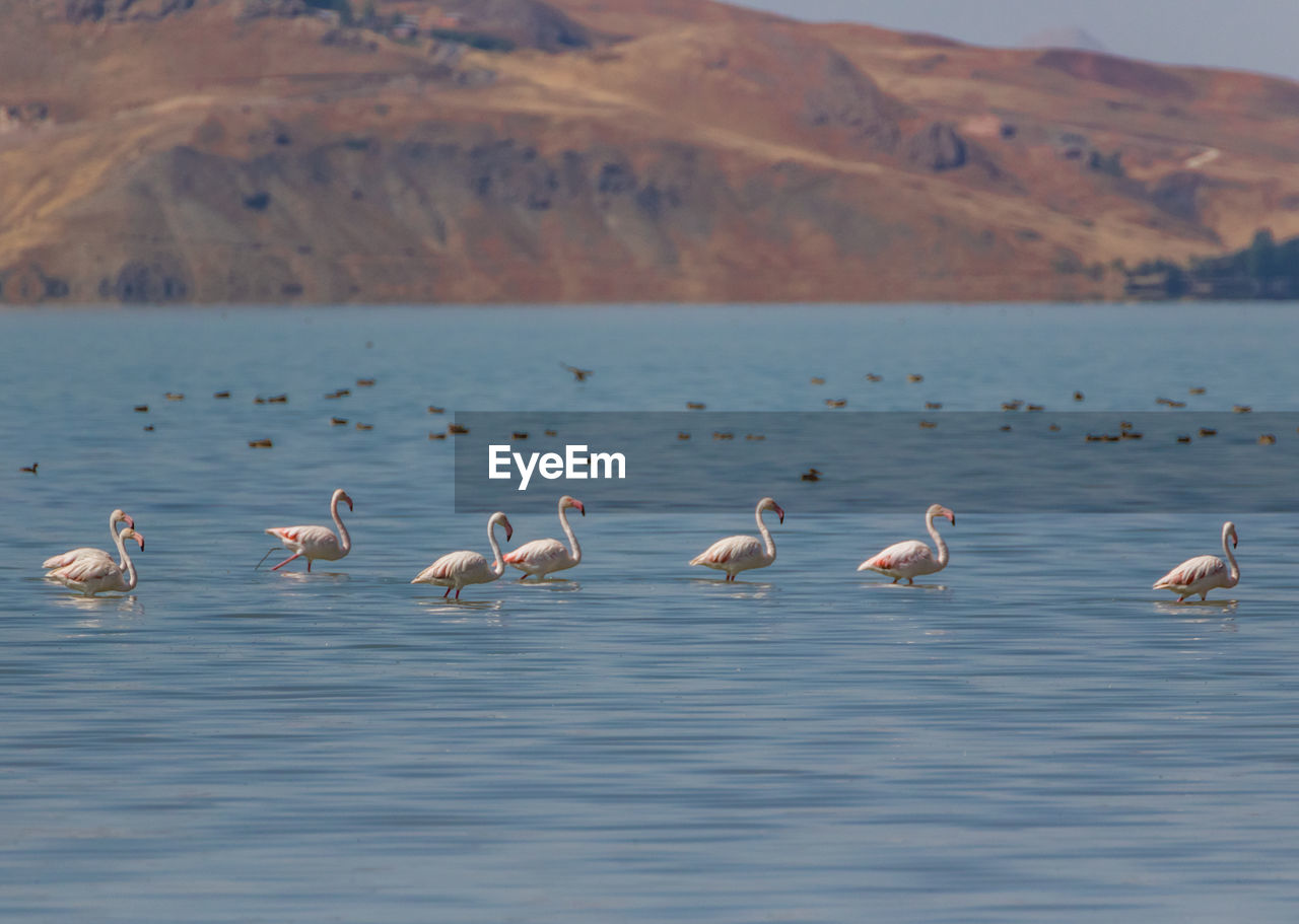 DUCKS IN LAKE