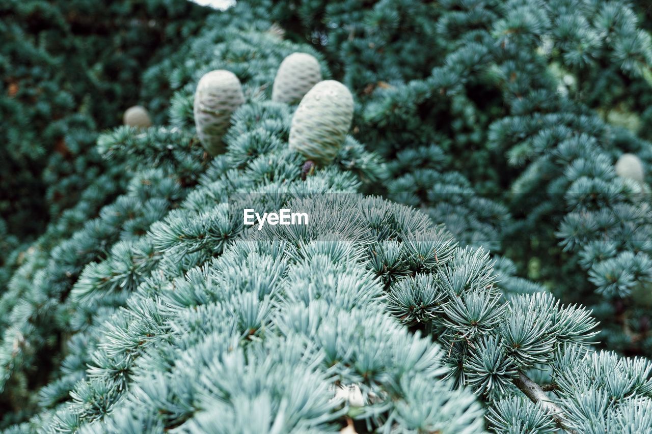 Close-up of pine tree 