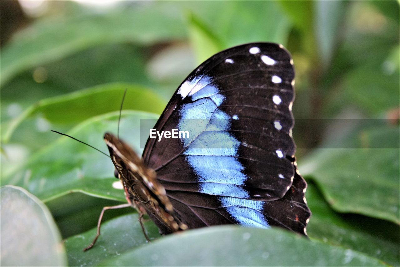 Close-up of butterfly perching on leaf