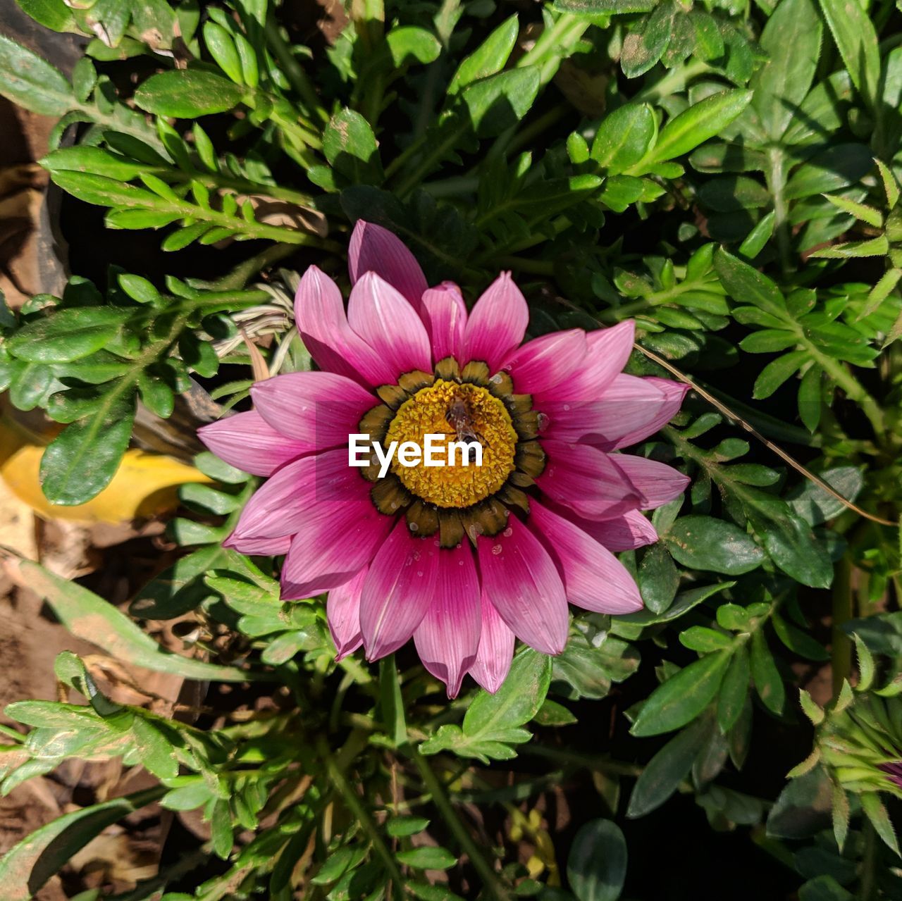 CLOSE-UP OF PINK FLOWERING PLANTS