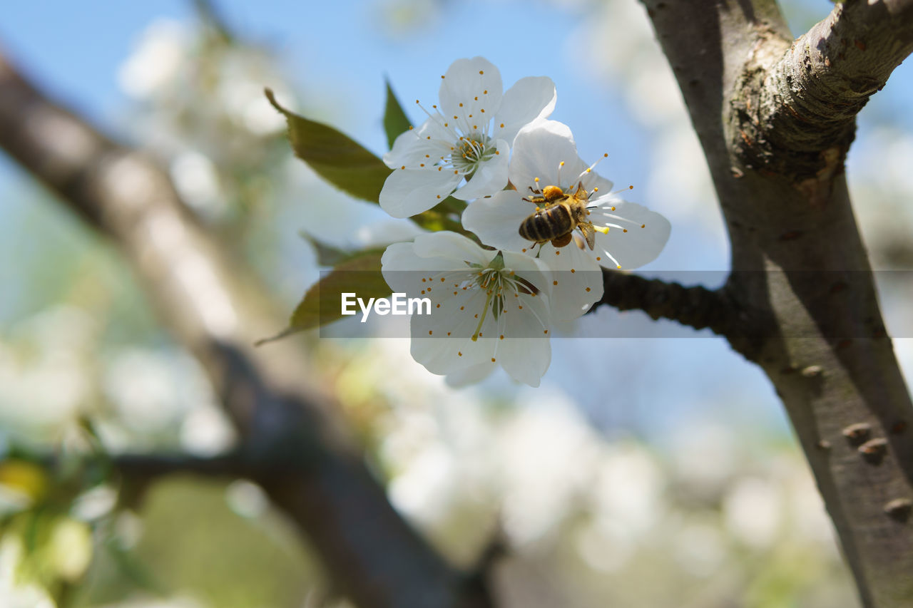 CLOSE-UP OF WHITE CHERRY BLOSSOMS ON TREE