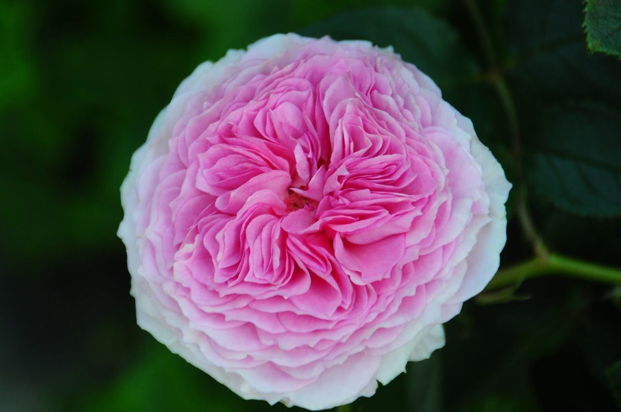 CLOSE-UP OF PINK FLOWER BLOOMING