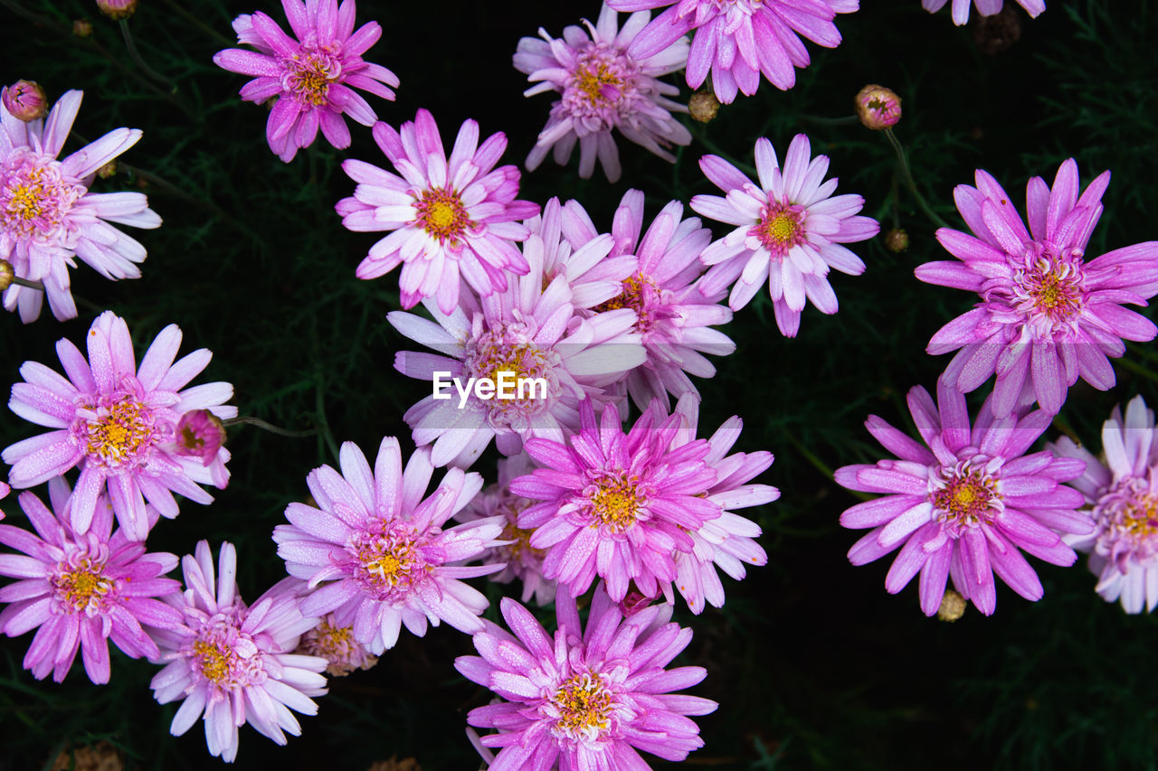 CLOSE-UP OF PINK FLOWERS