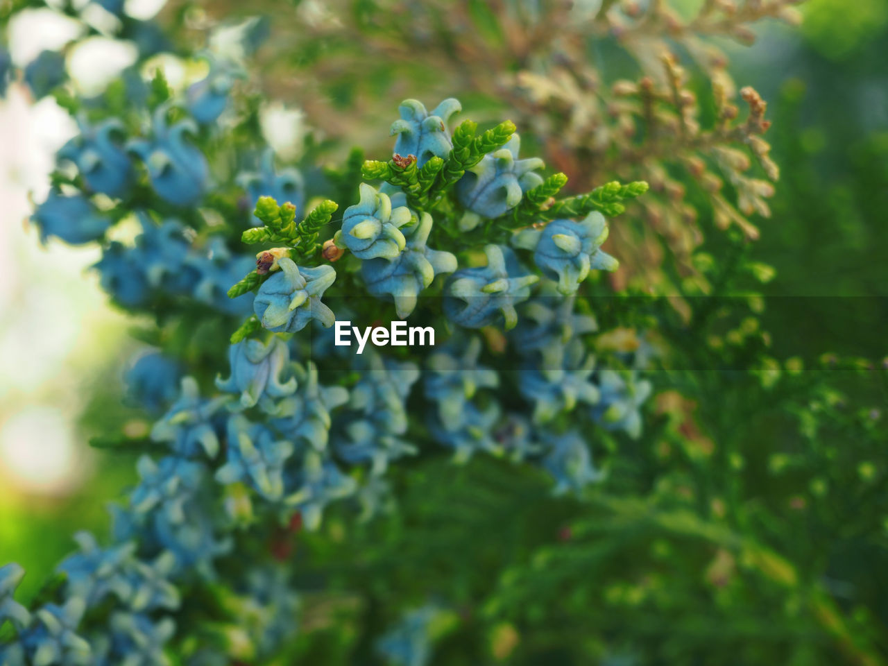 CLOSE-UP OF BLUE FLOWERS GROWING ON TREE