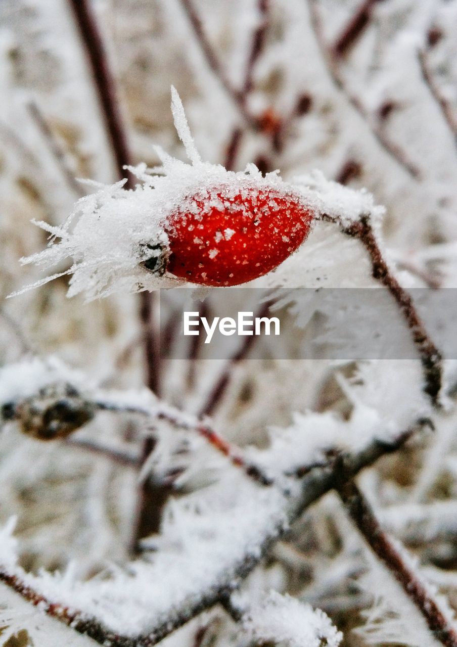 HIGH ANGLE VIEW OF ICE CREAM ON SNOW