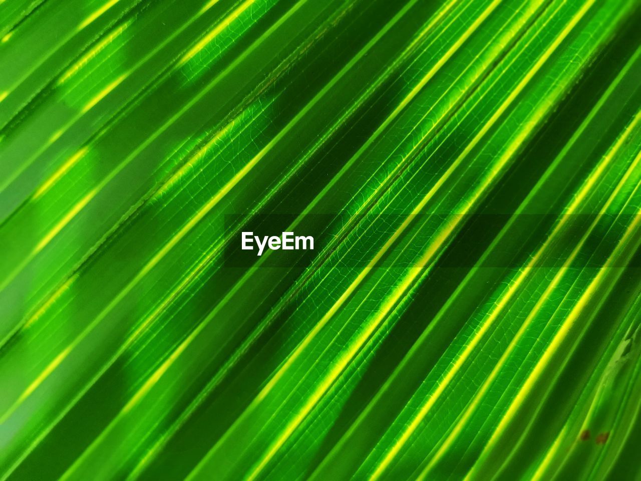 FULL FRAME OF PALM LEAVES