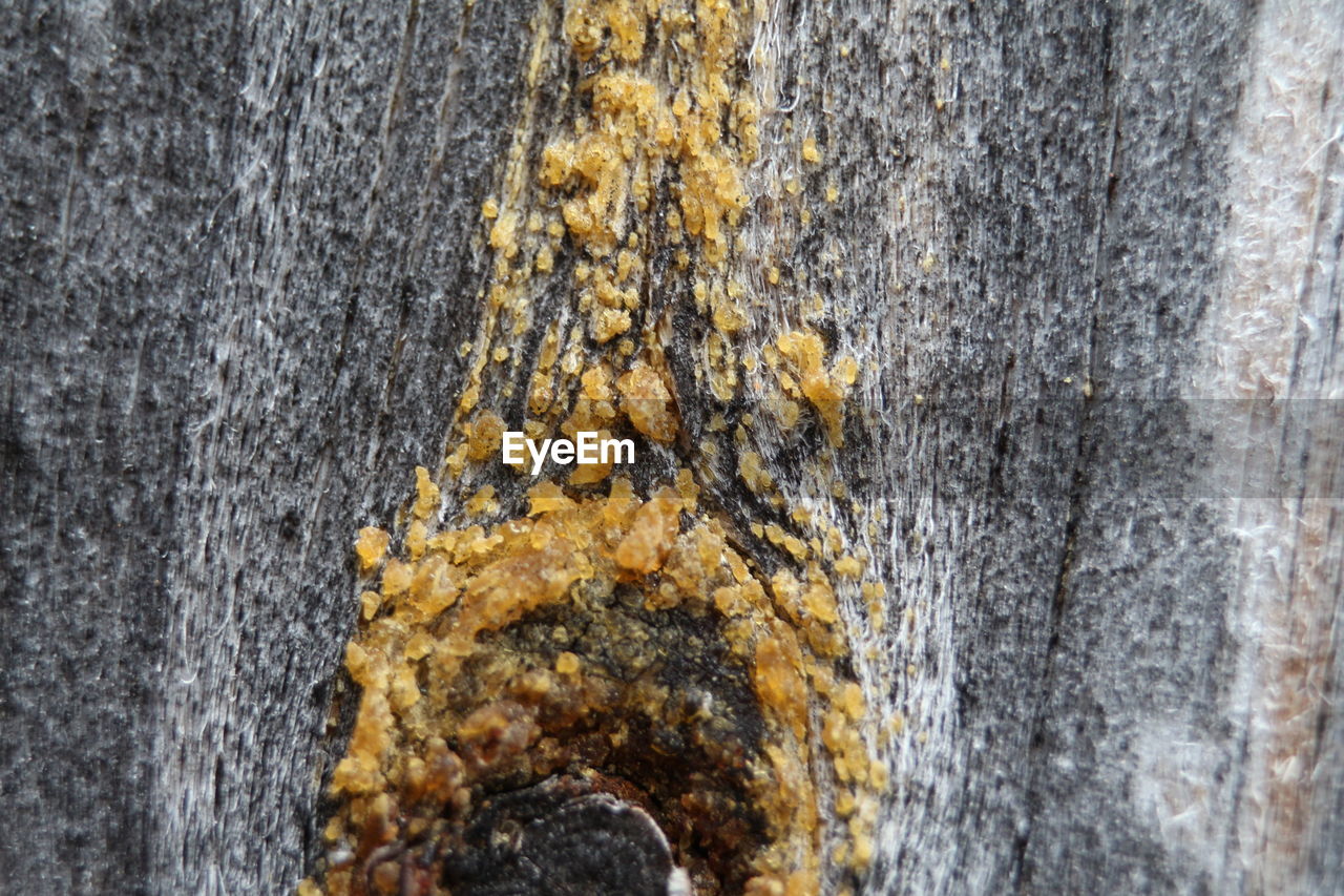 CLOSE-UP OF A TREE TRUNK