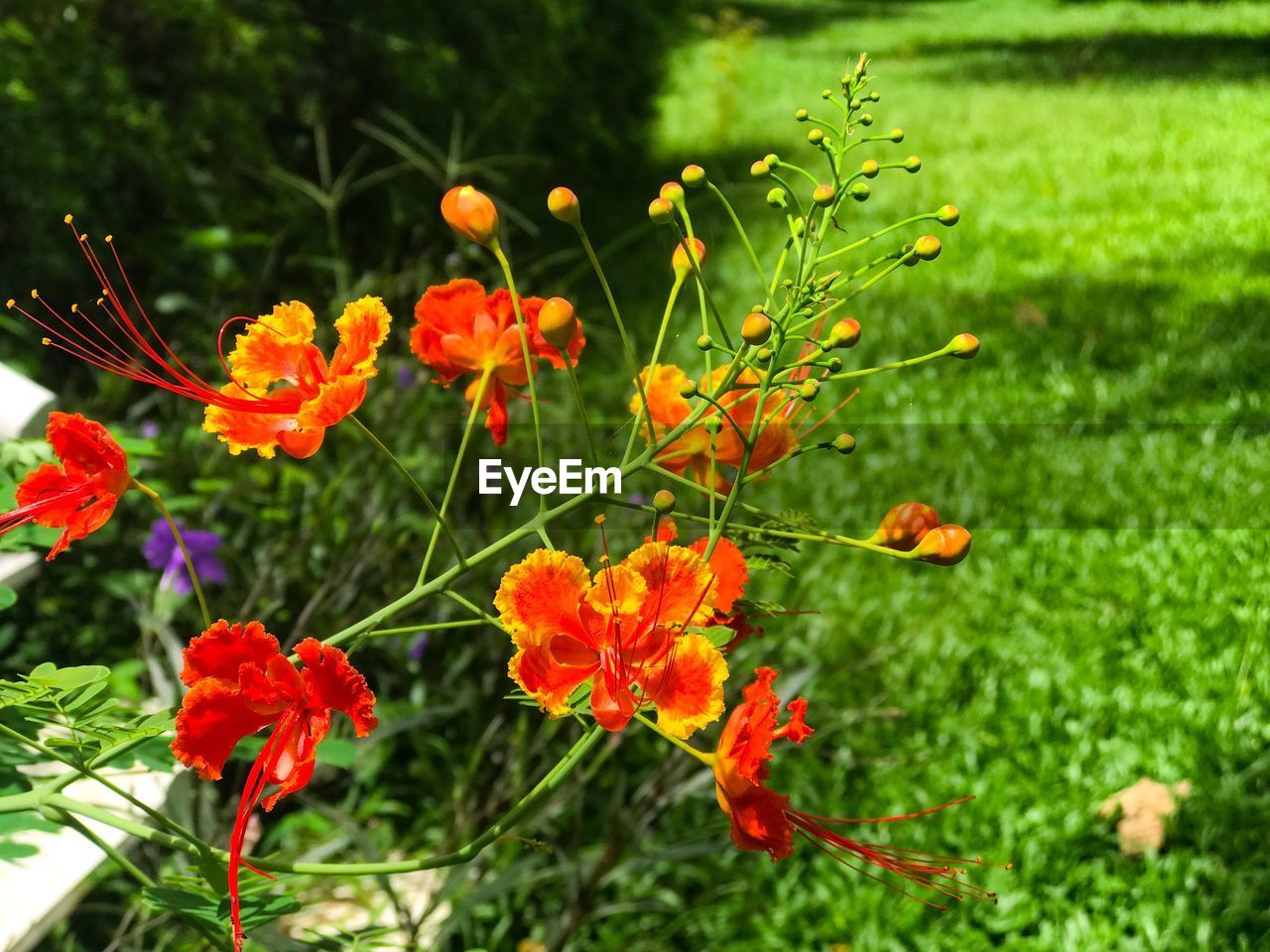 CLOSE-UP OF FLOWERS AND LEAVES