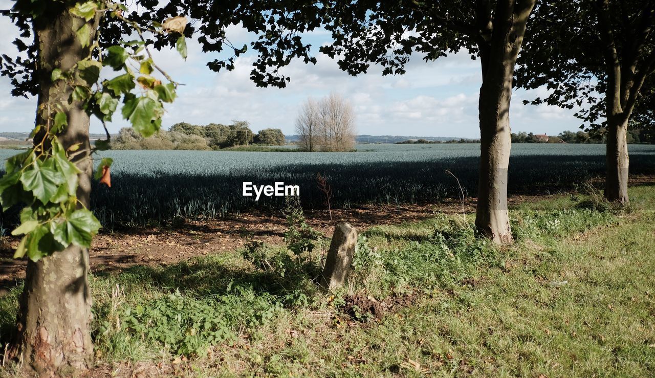 Scenic view of field against sky