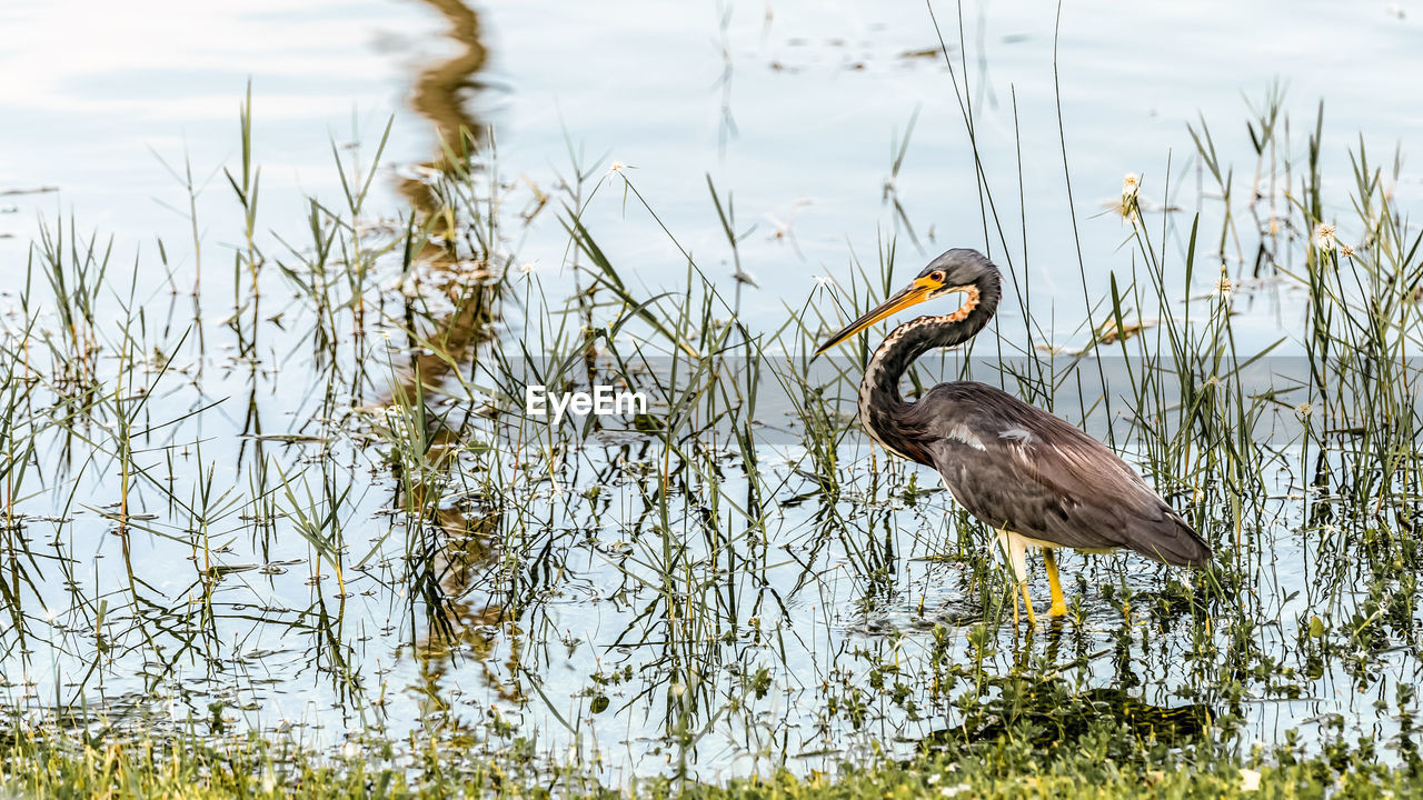 Heron fishing at a small lake in florida