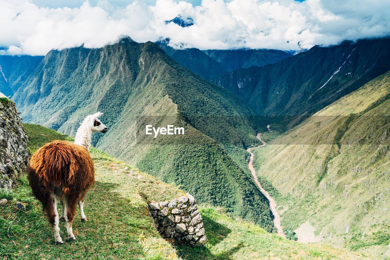 Llama grazing on landscape mountains
