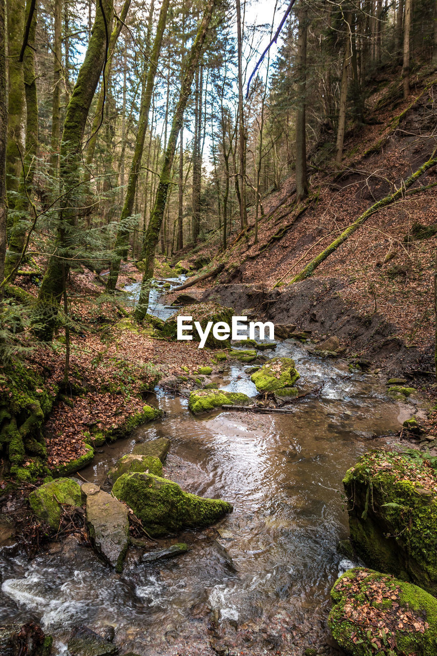 PLANTS GROWING IN STREAM