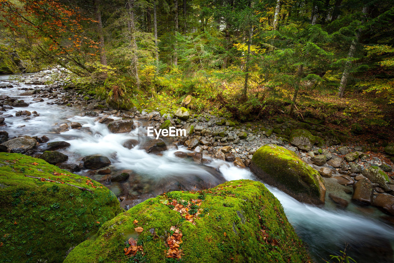 STREAM FLOWING THROUGH FOREST