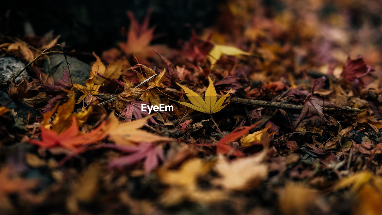 Close-up of maple leaves on fallen tree