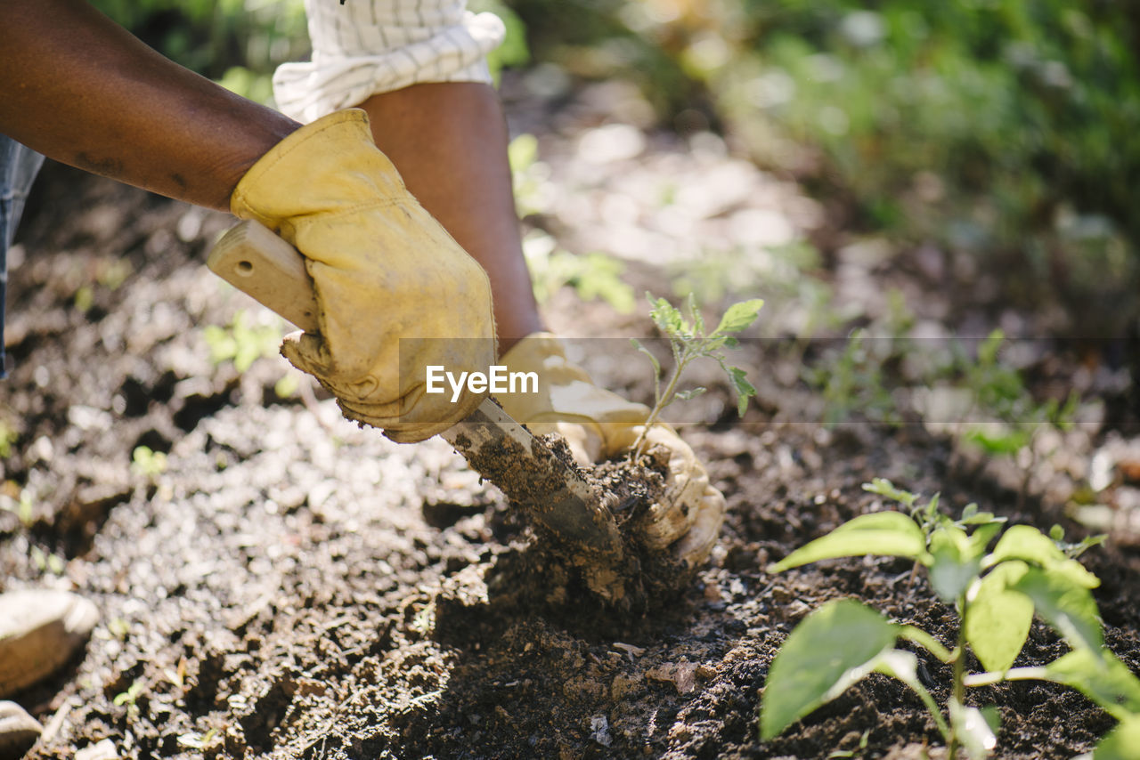 Cropped image of woman planting sapling in soil at garden