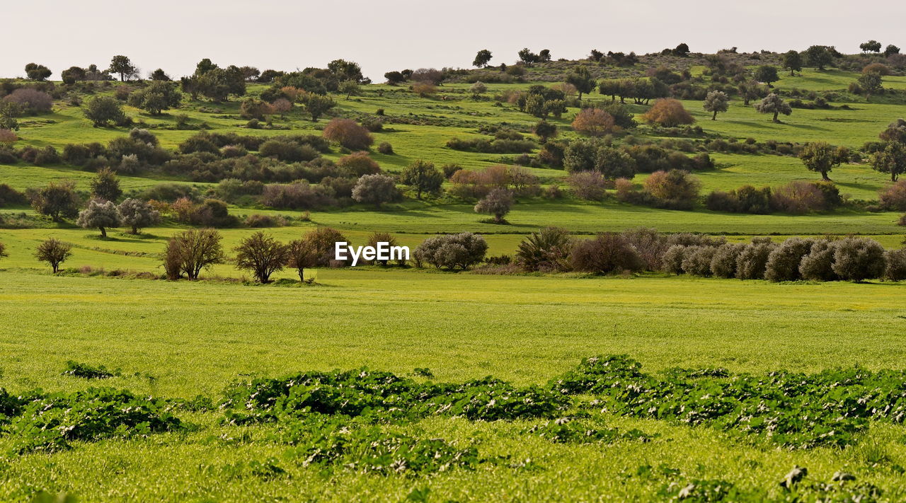 Green fields and landscapes in cyprus