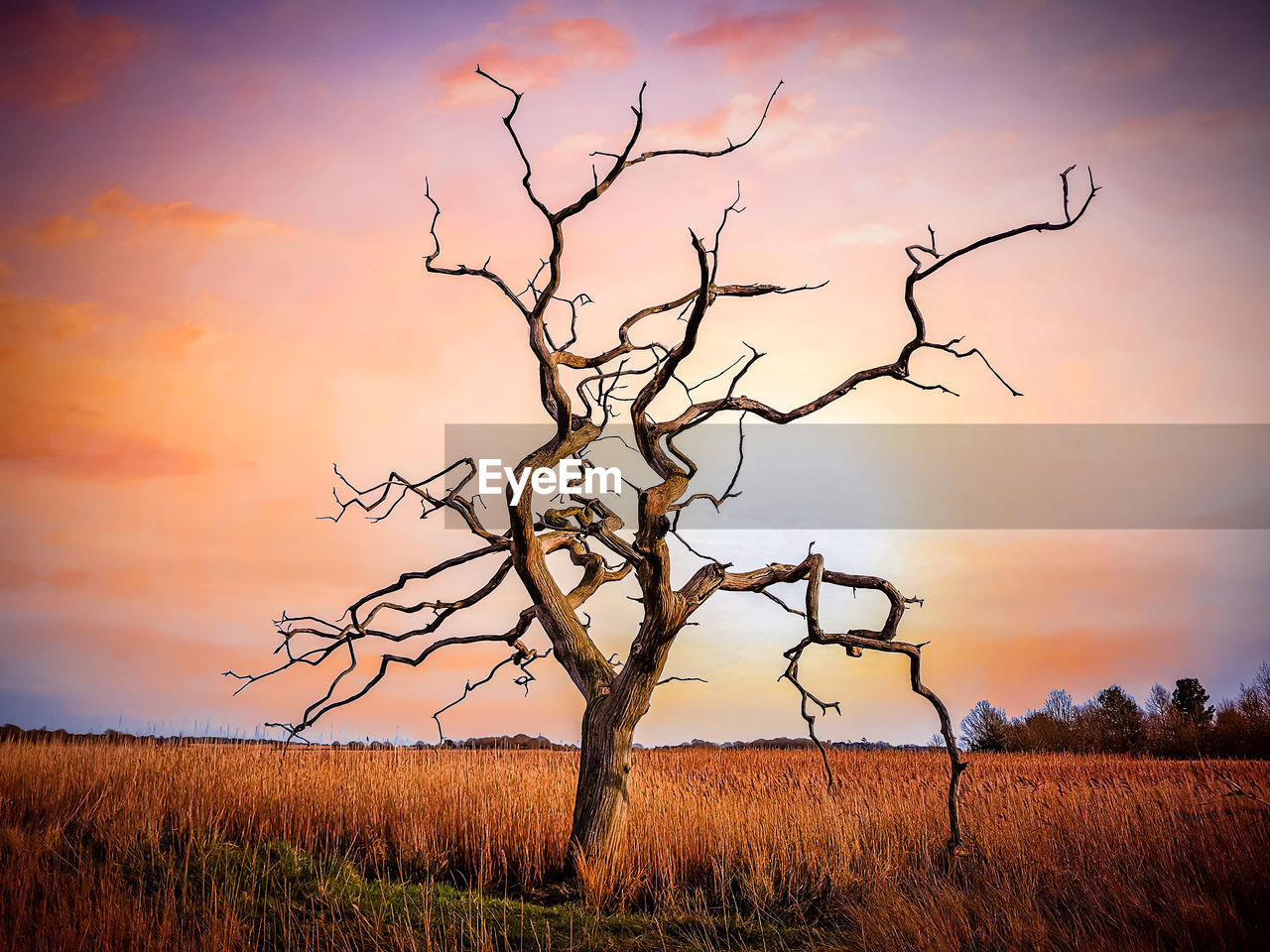 BARE TREE ON FIELD DURING SUNSET