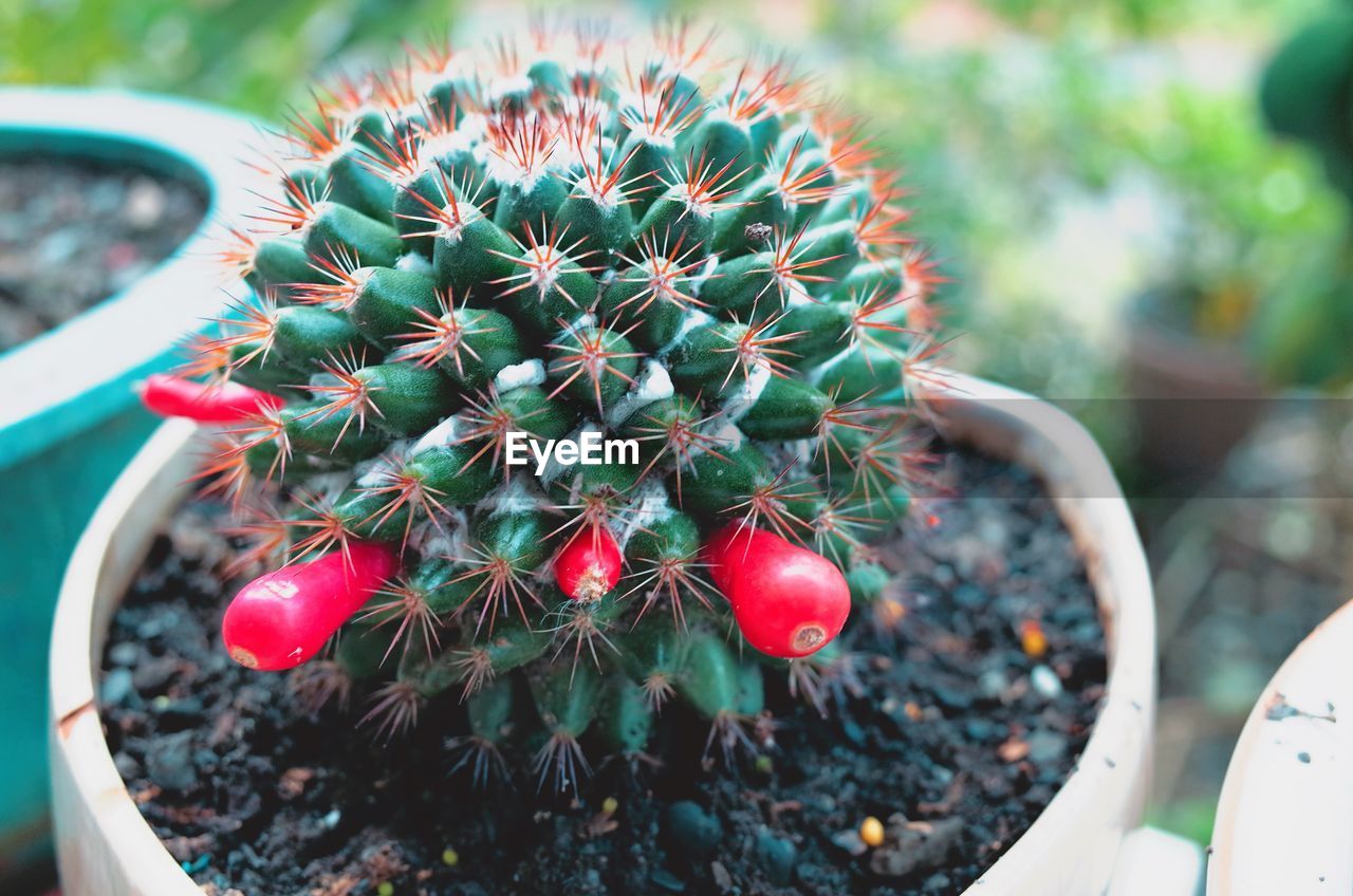 CLOSE-UP OF CACTUS GROWING ON POTTED PLANT
