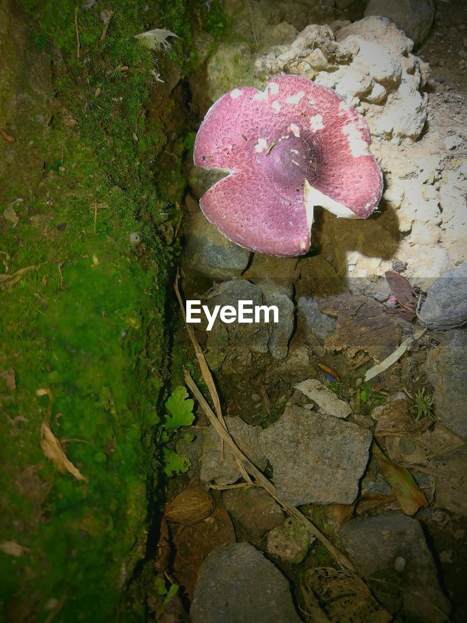 HIGH ANGLE VIEW OF PINK PETALS AND LEAF