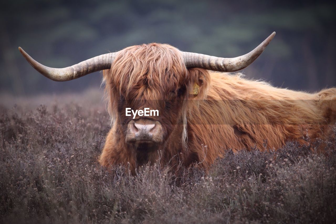 Close-up of yak in field