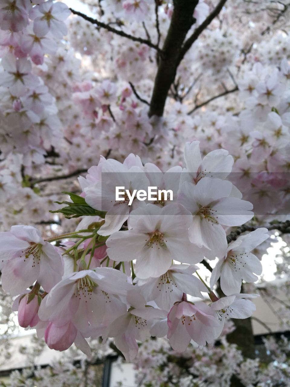 CHERRY BLOSSOMS IN SPRING