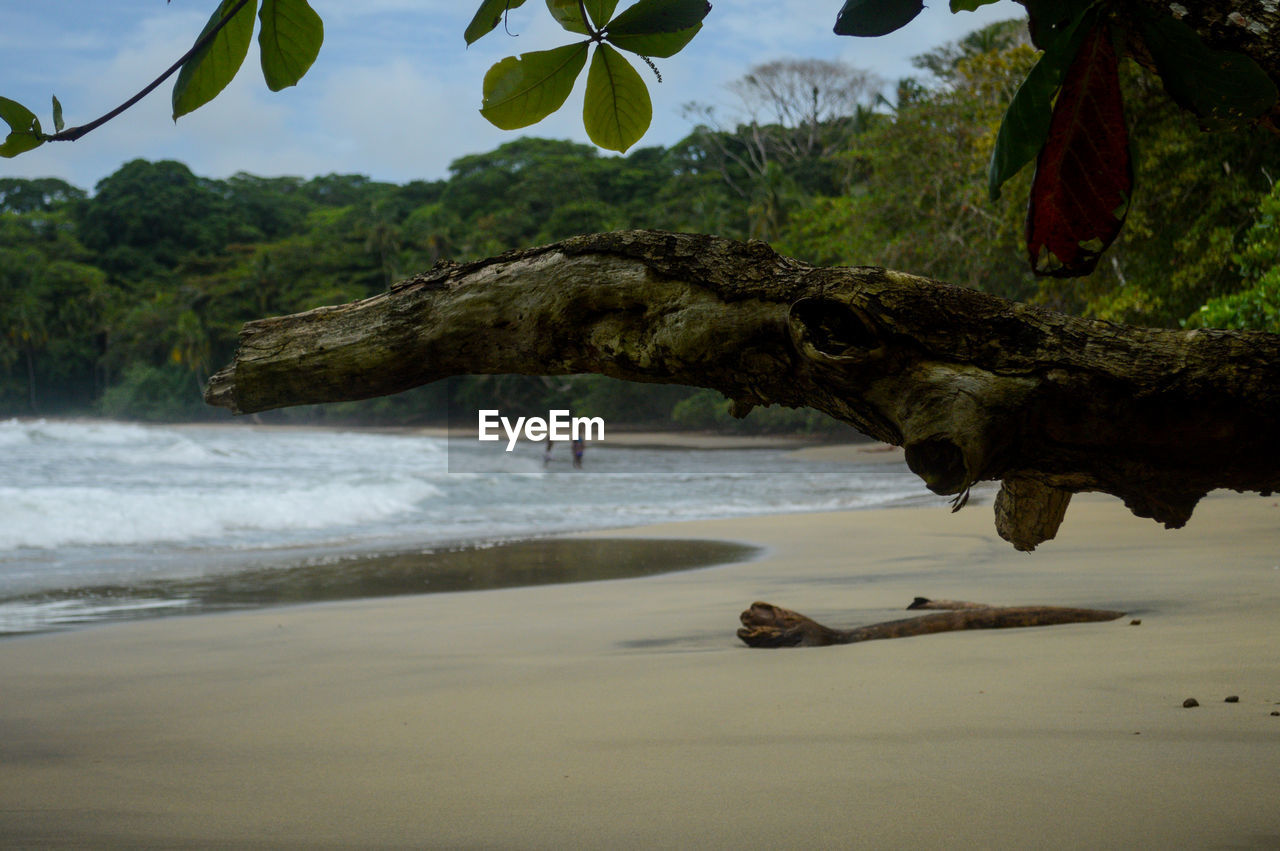 TREES ON BEACH AGAINST SKY