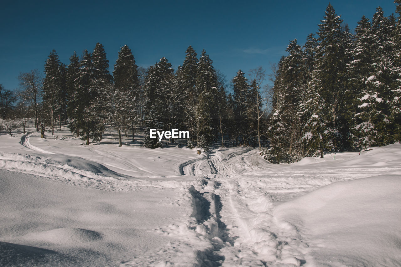 Trees on snow covered field against sky