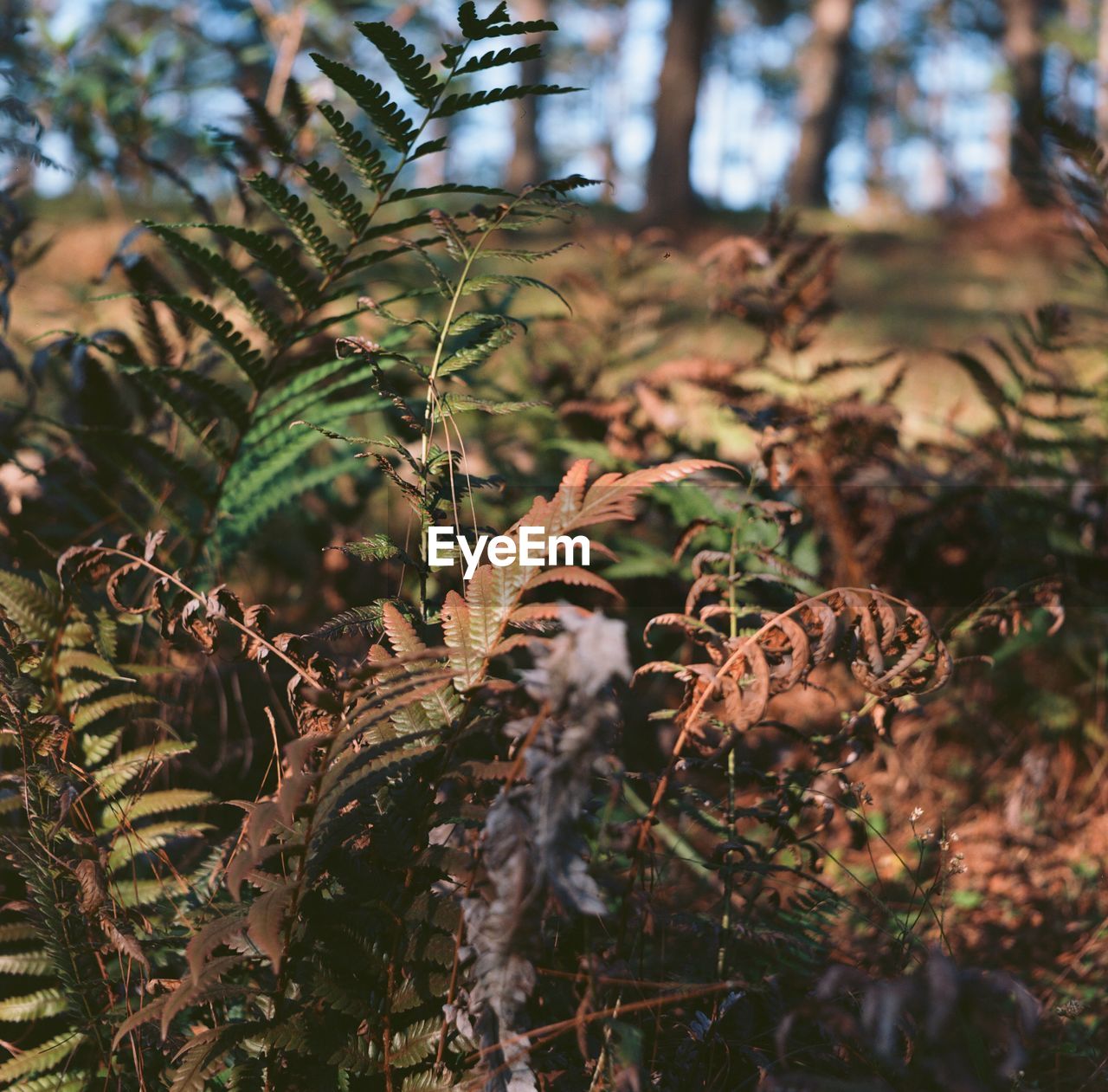 CLOSE-UP OF PLANT IN FOREST