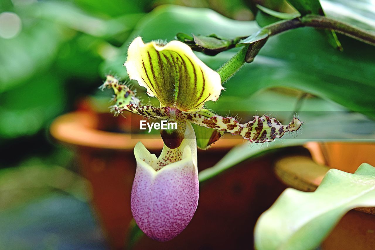 CLOSE-UP OF FLOWER