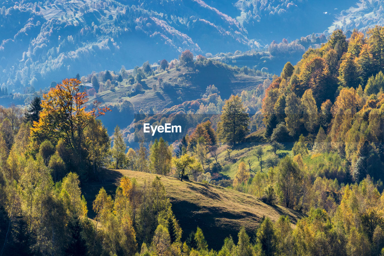 SCENIC VIEW OF FOREST AGAINST SKY