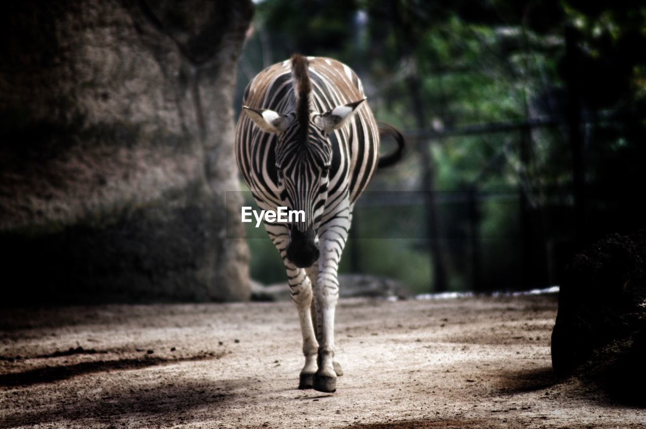 Zebra walking at zoo