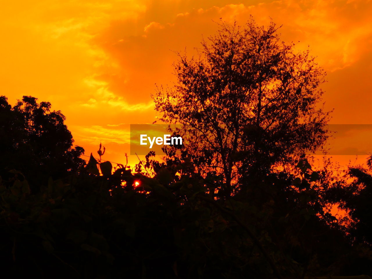 SILHOUETTE OF TREES DURING SUNSET