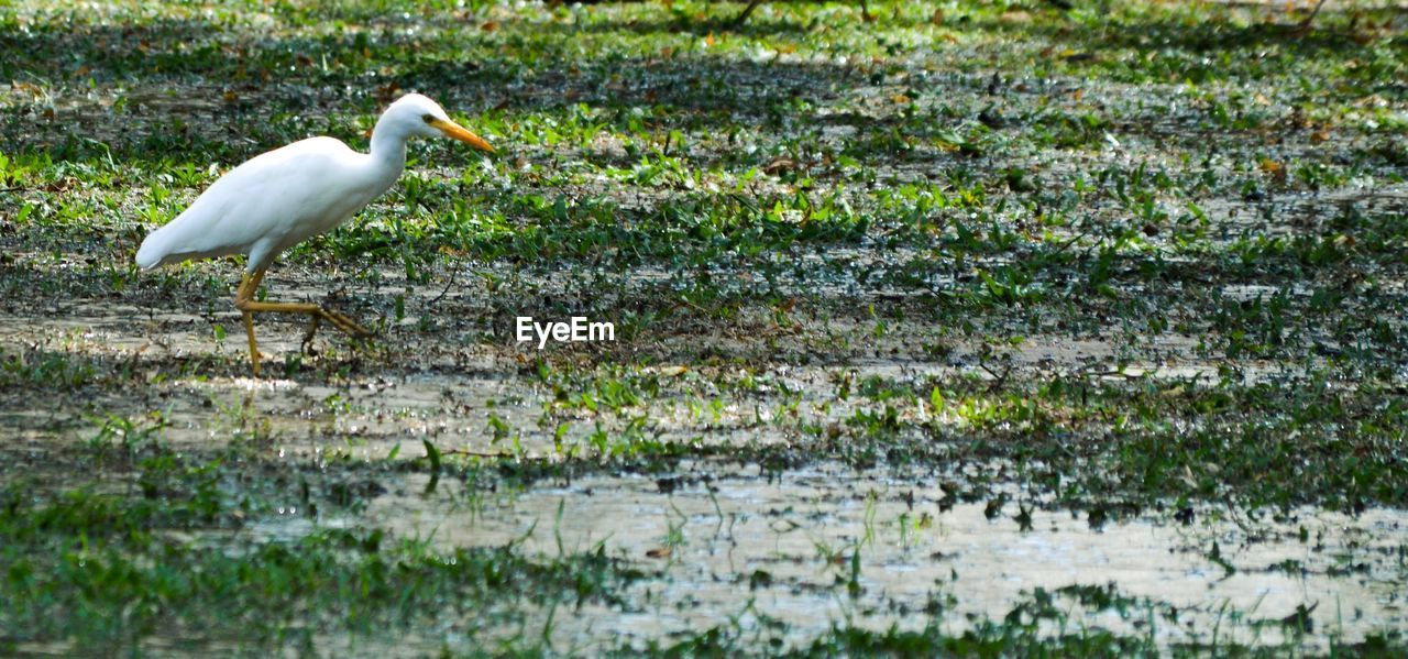 WHITE HERON PERCHING ON LAKE