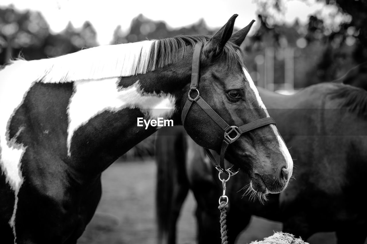 Close-up of horse in ranch