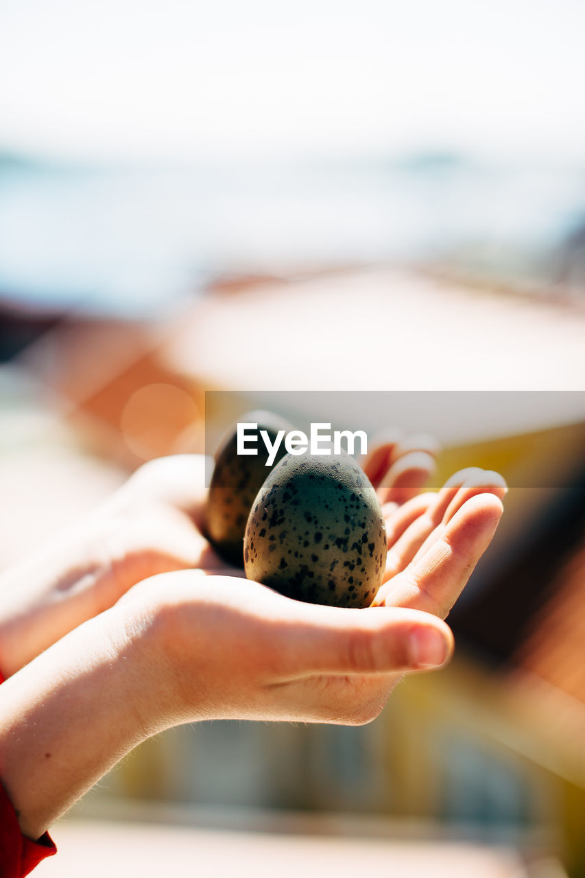 Cropped hands of woman holding animal eggs