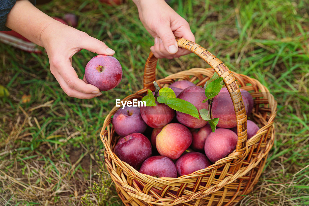 Woman holding wicker basket and harvesting apples from fruit tree