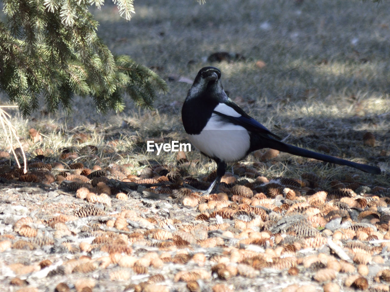 Magpie bird perching on field by tree