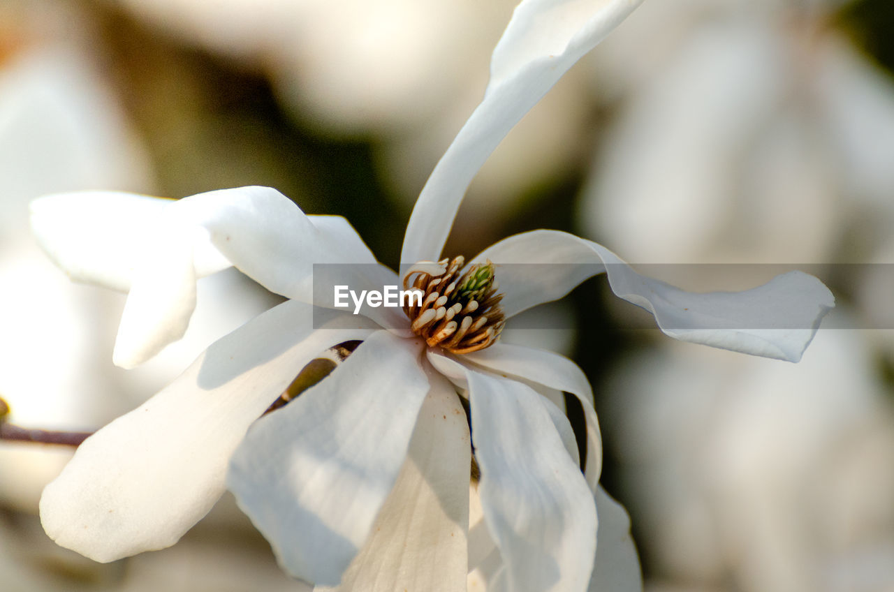 Close-up of white rose flower